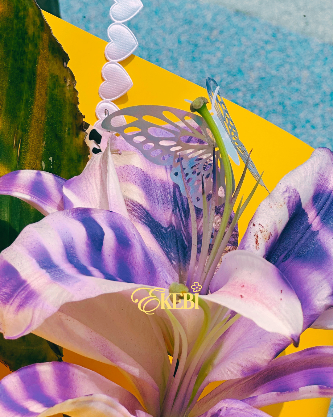 ZEBRA EKEBI 𖧷 條紋突襲