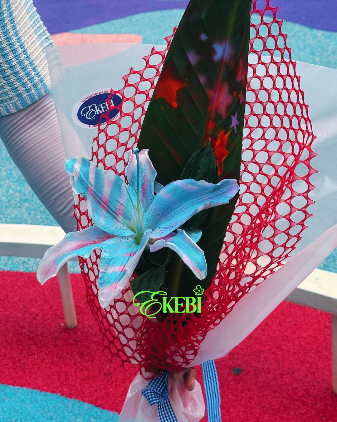 ZEBRA EKEBI 𖧷 條紋突襲