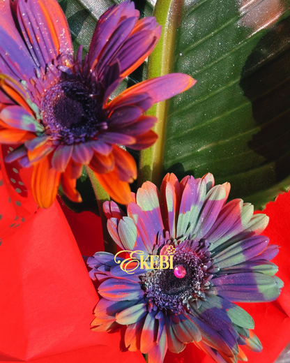GEM GERBERA EKEBI𖥔 ݁ ˖ 寶石非洲菊